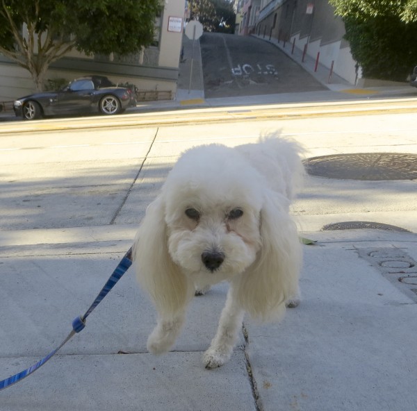 White Miniature Poodle on California Street