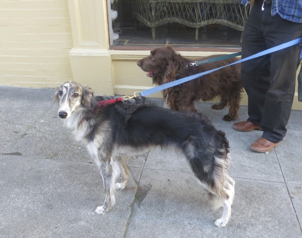 Long Low Brown Field Spaniel and Black Grey and White Silken Windhound