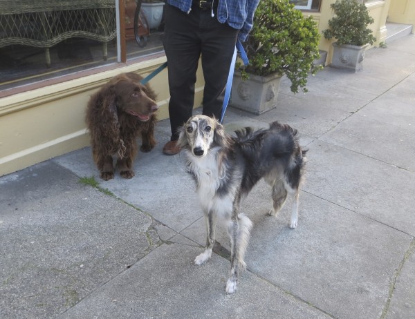Long Low Brown Field Spaniel and Black Grey and White Silken Windhound