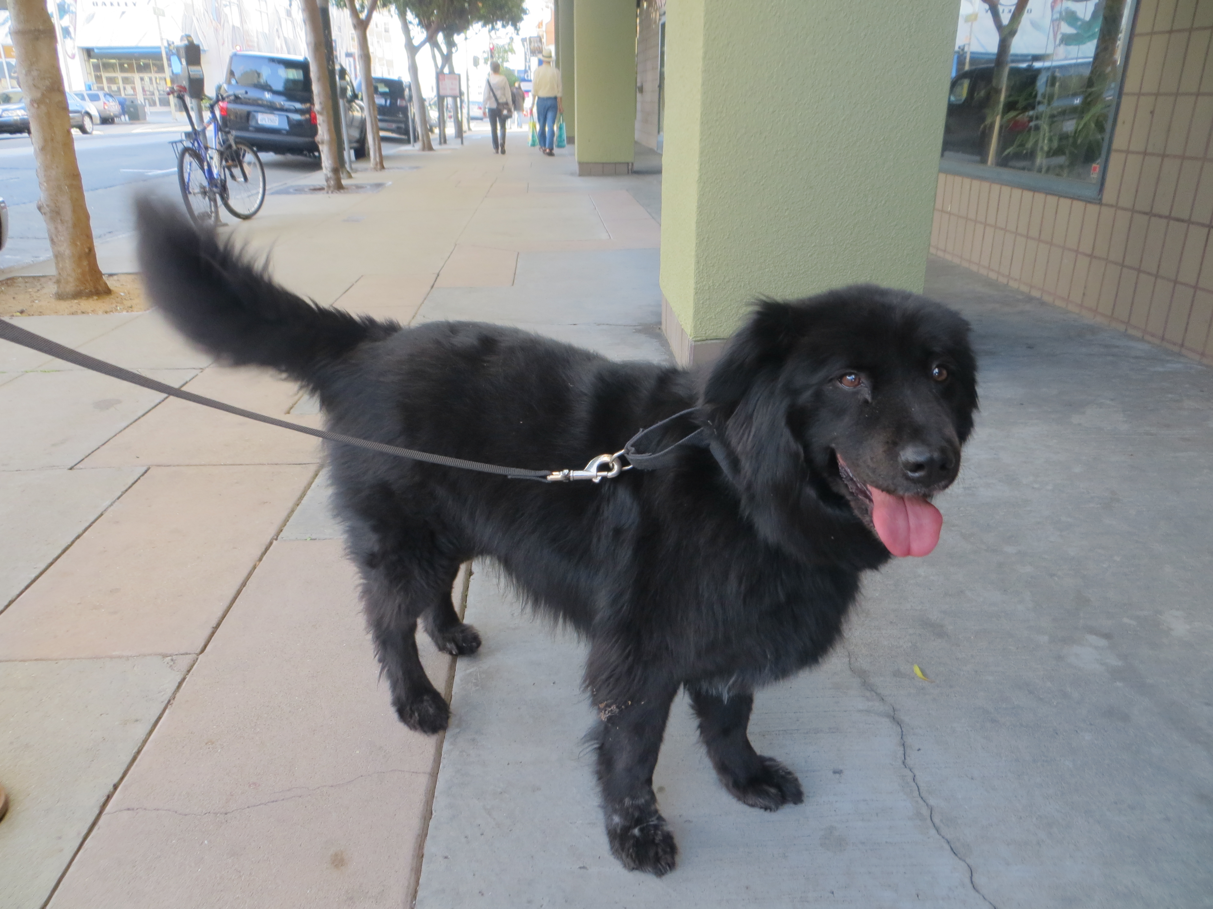 newfoundland dog mixed with lab