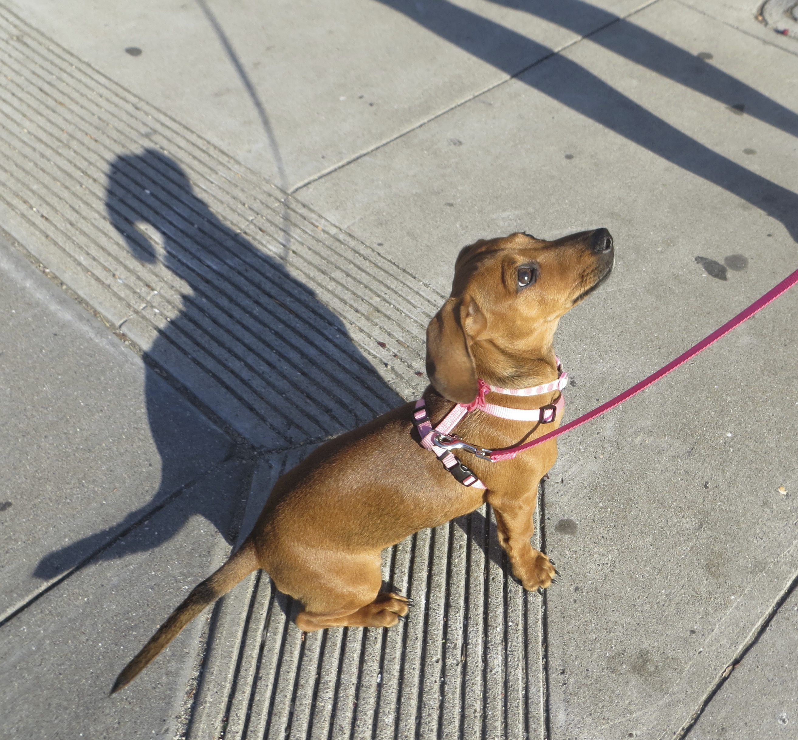 Four-Month-Old Red Miniature Dachshund