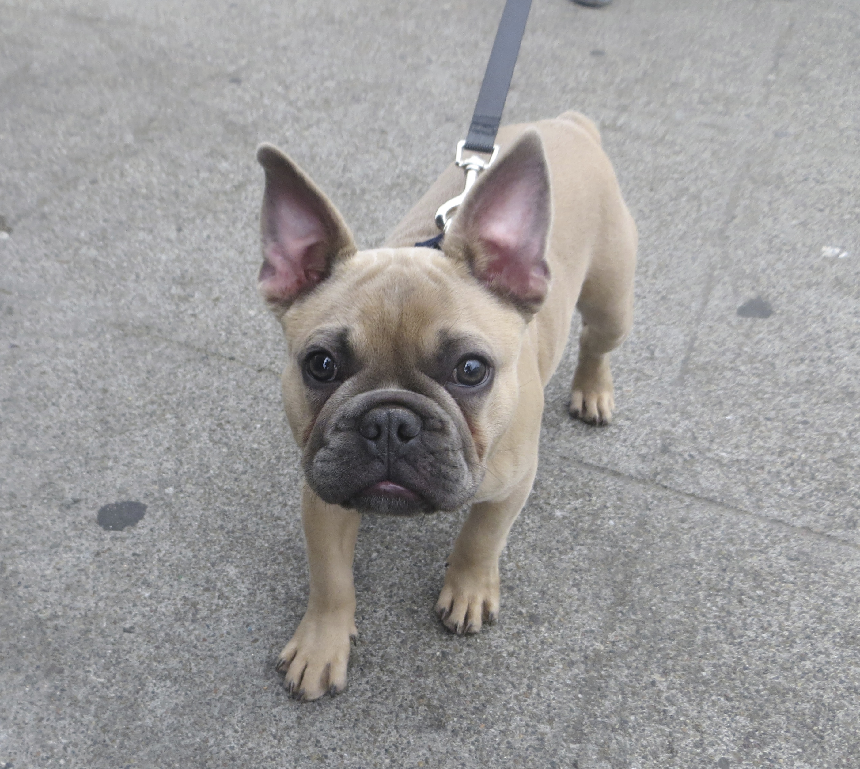 You re Laughing At My Ears Aren t You Well You Shouldn t They Are 