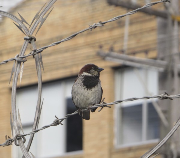 Chestnut-Backed Chickadee Perched on Barbed Wire in San Francisco