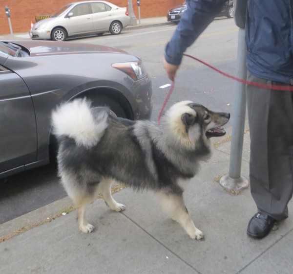 Apparently Eurasiers were bred from chow, wolfspitz, and samoyed. I would have guessed there was keeshond in there somewhere. (Aannnd... I just found out that wolfspitz is an old name for a earlier version of the keeshond. So yup!)