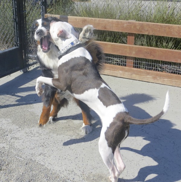 Bernese Mountain Dog playing with a Brown-And-White Pit Bull