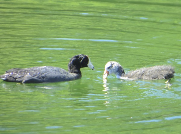 Adult And Baby American Coots