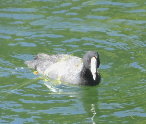 Adult American Coot