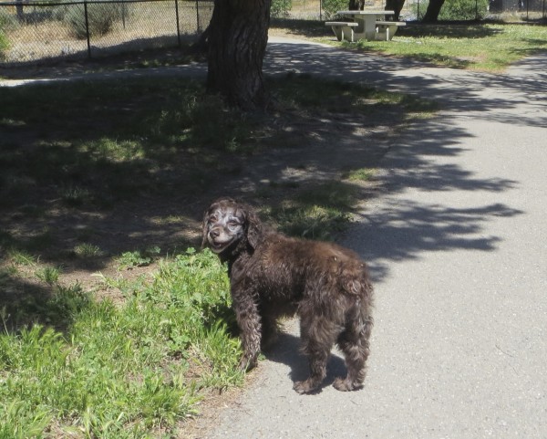 Older Boykin Spaniel With Greying Face