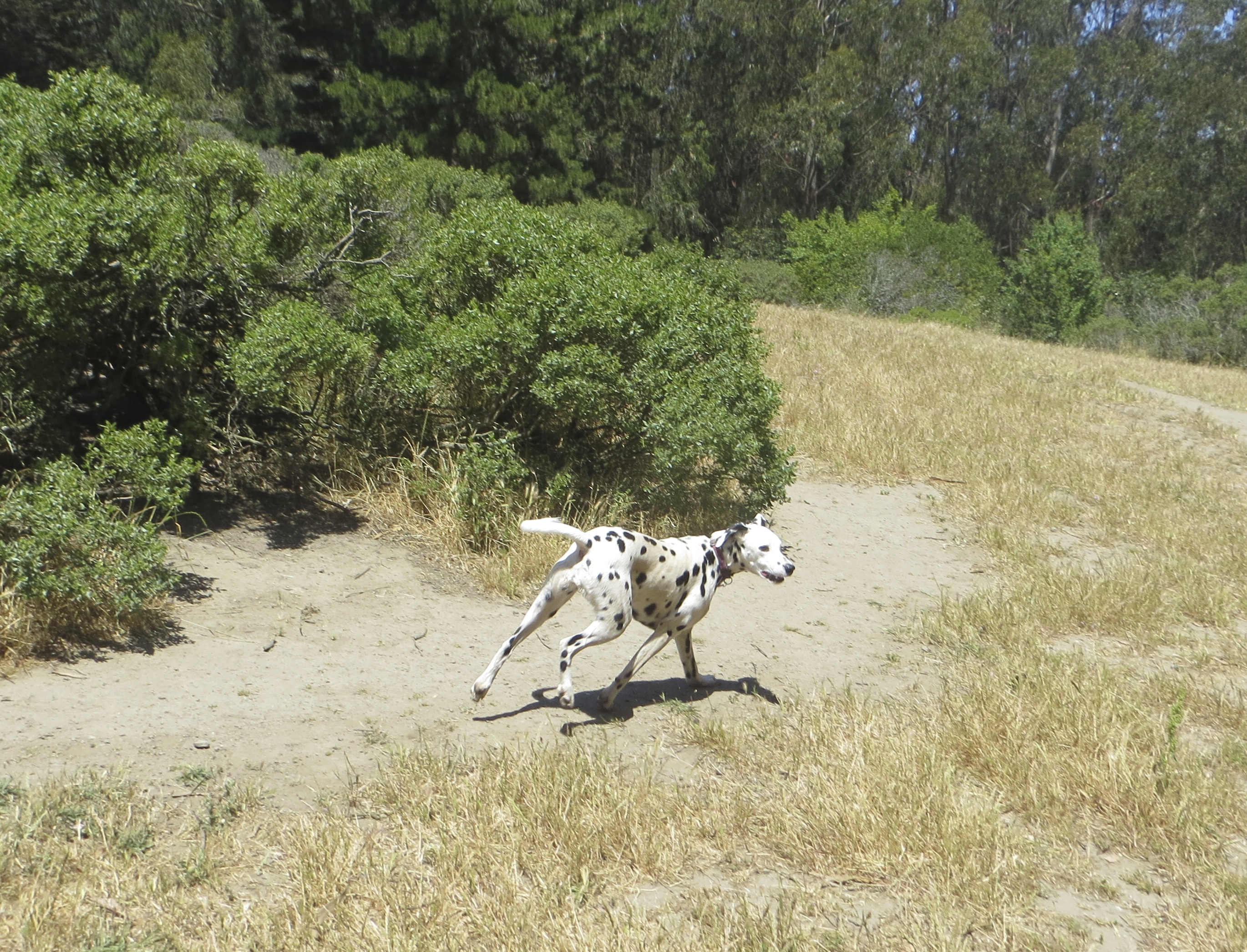 Running Dalmatian