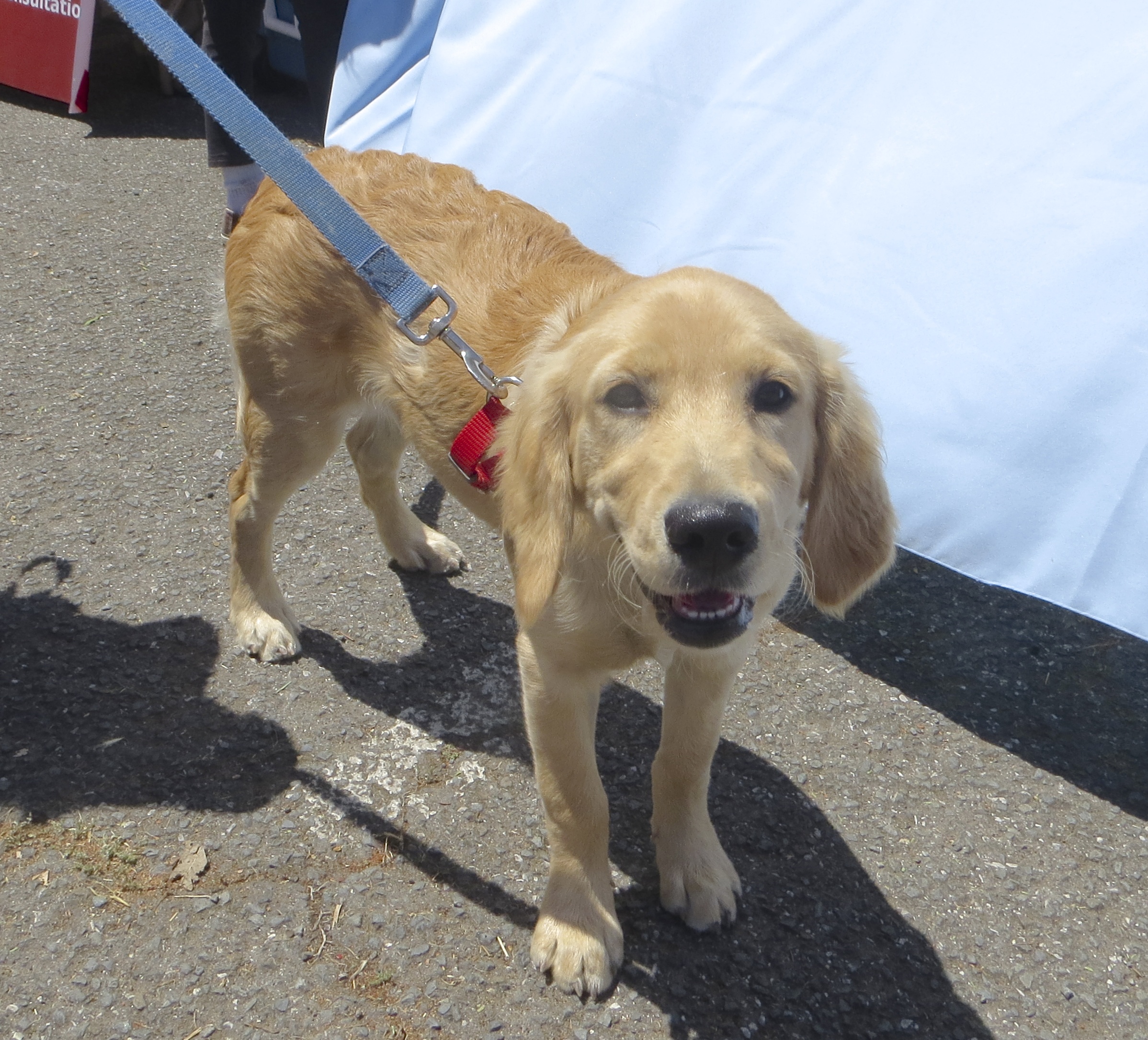 4 month old golden retriever