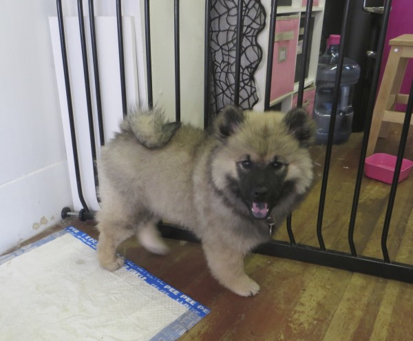 9-Week-Old Wolf-Sable or Fawn Eurasier Puppy