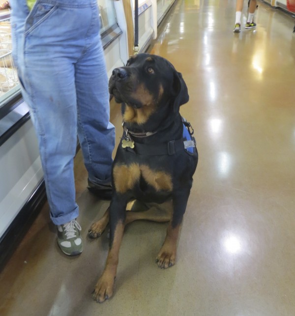 Dog of the Day: Abby the Rottweiler Service Dog - The Dogs ...
