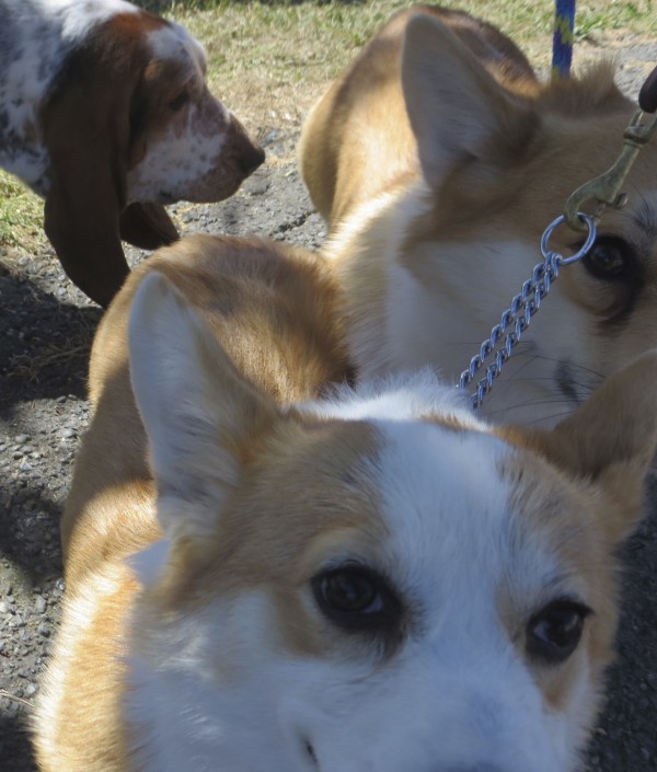 A Basset Hound and Two Tan-And-White Pembroke Welsh Corgis