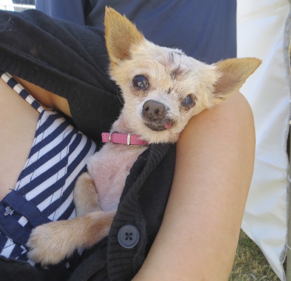 Ugliest Dogs Competition Contestant: Sophie the 17-Year-Old Cream Chihuahua Mix