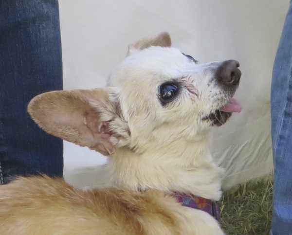 Ugliest Dogs Competition Contestant: Sophie the 17-Year-Old Cream Chihuahua Mix