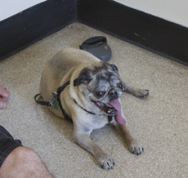 Grinning Pug With a Ridiculously Long Tongue