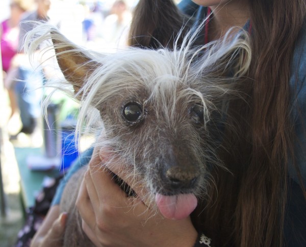 Chinese Crested Dog Sticking Out His Tongue