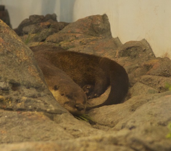 North American River Otters On Display at the Aquarium of the Bay, San Francisco
