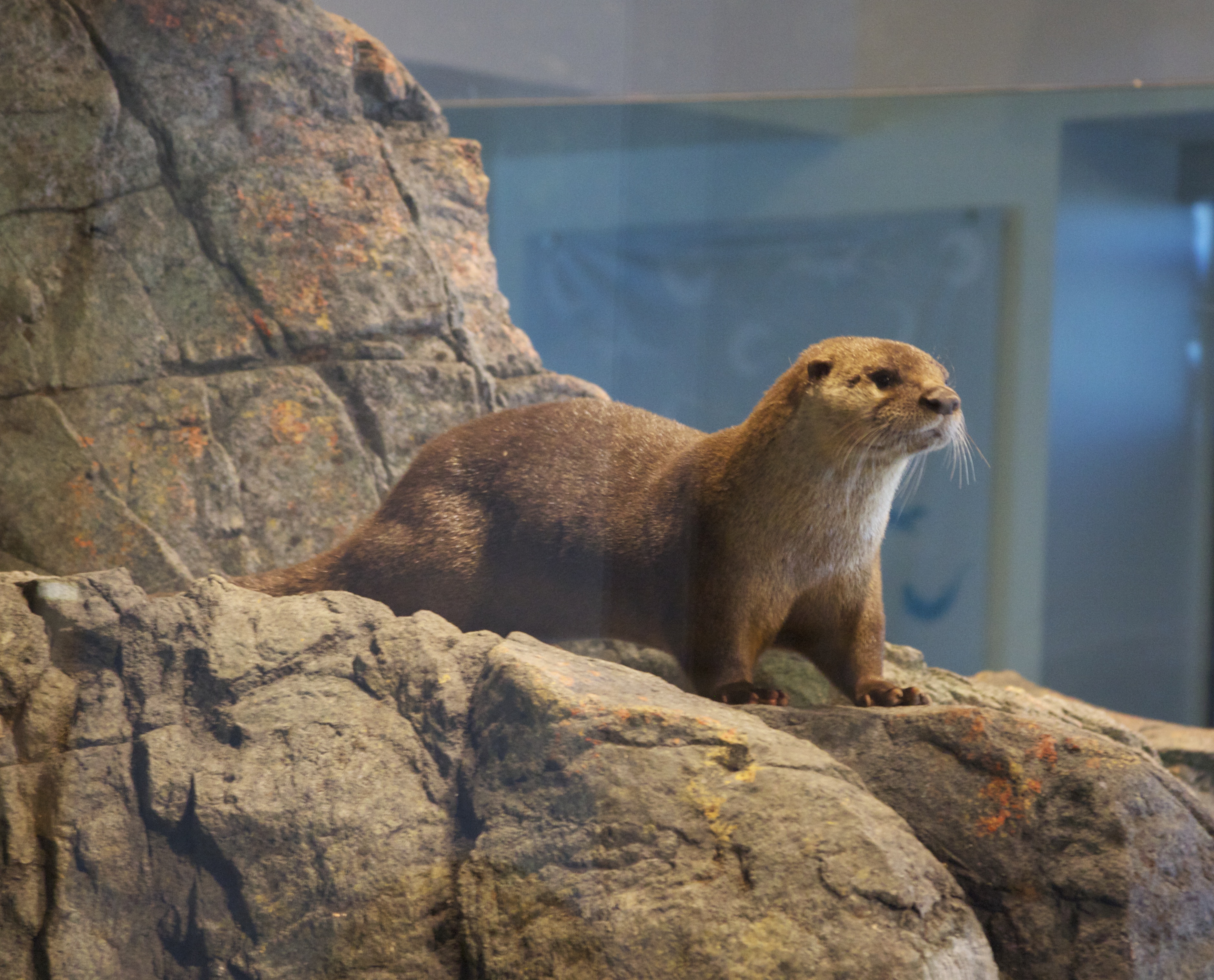 North American River Otters On Display at the Aquarium of the Bay, San Francisco