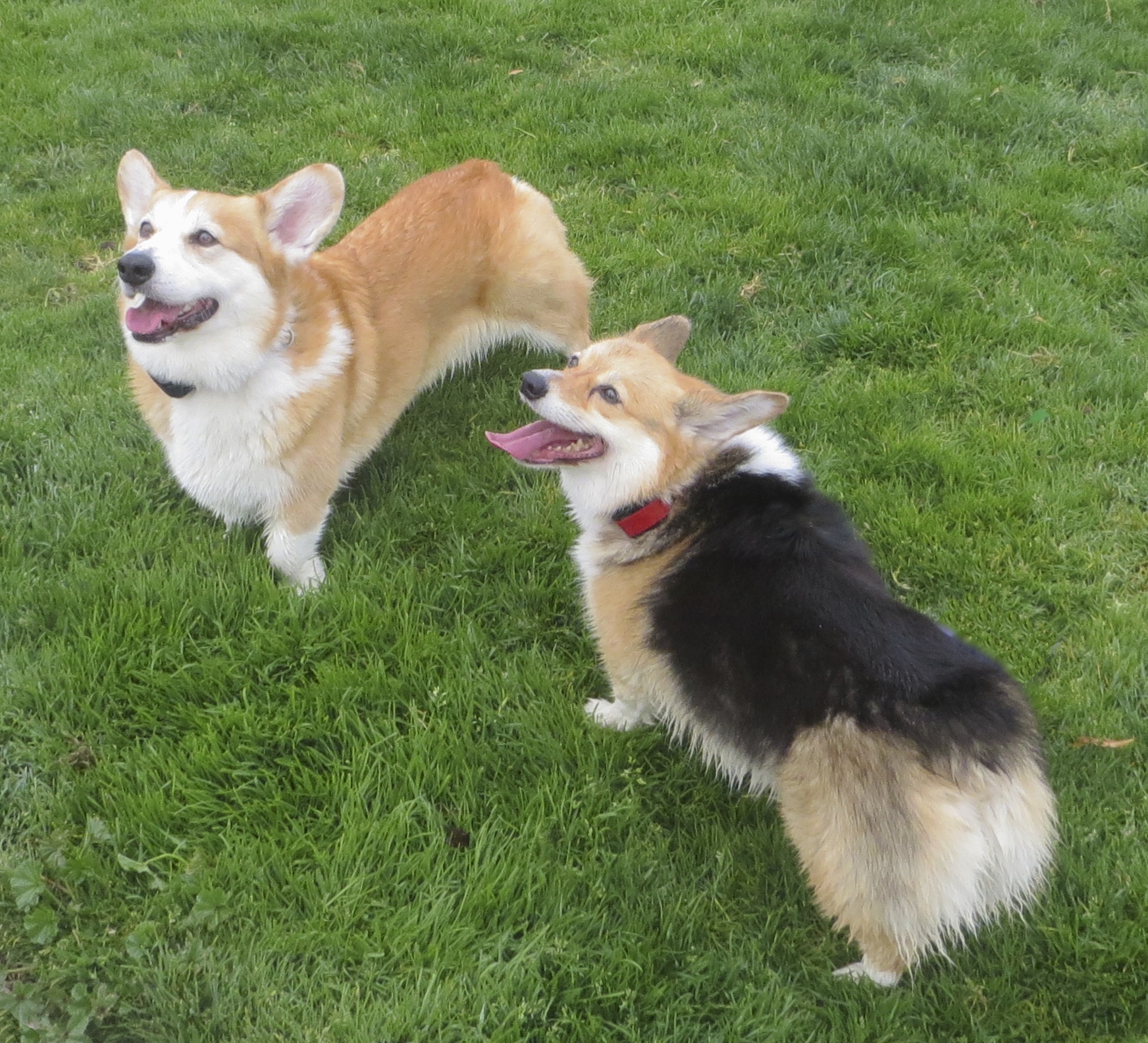 Two Wet Pembroke Welsh Corgis, one Red and One Tricolor