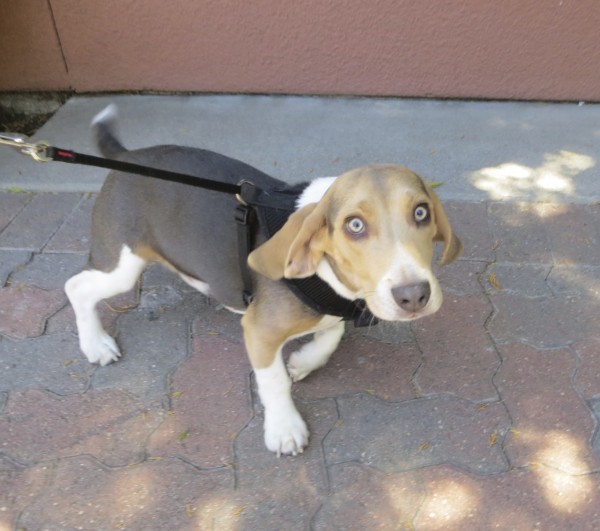 Tricolor Beagle Puppy