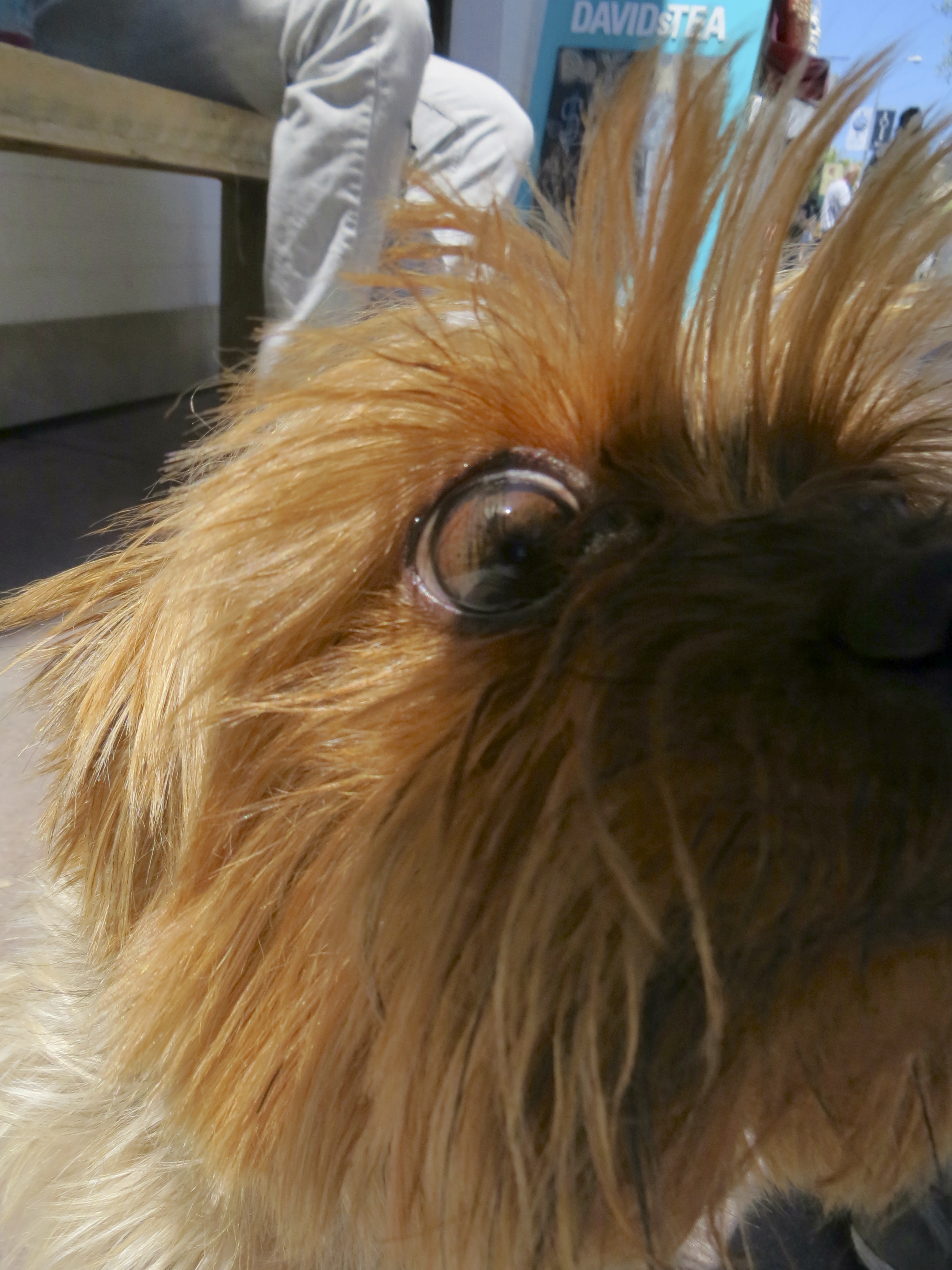 Blue and Gold Yorkshire Terrier Eye