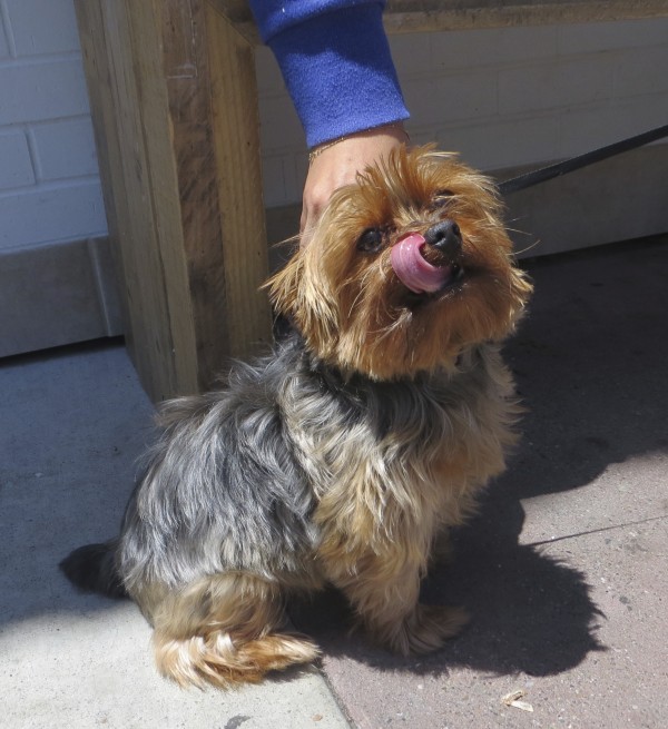 Blue and Gold Yorkshire Terrier Licking His Nose