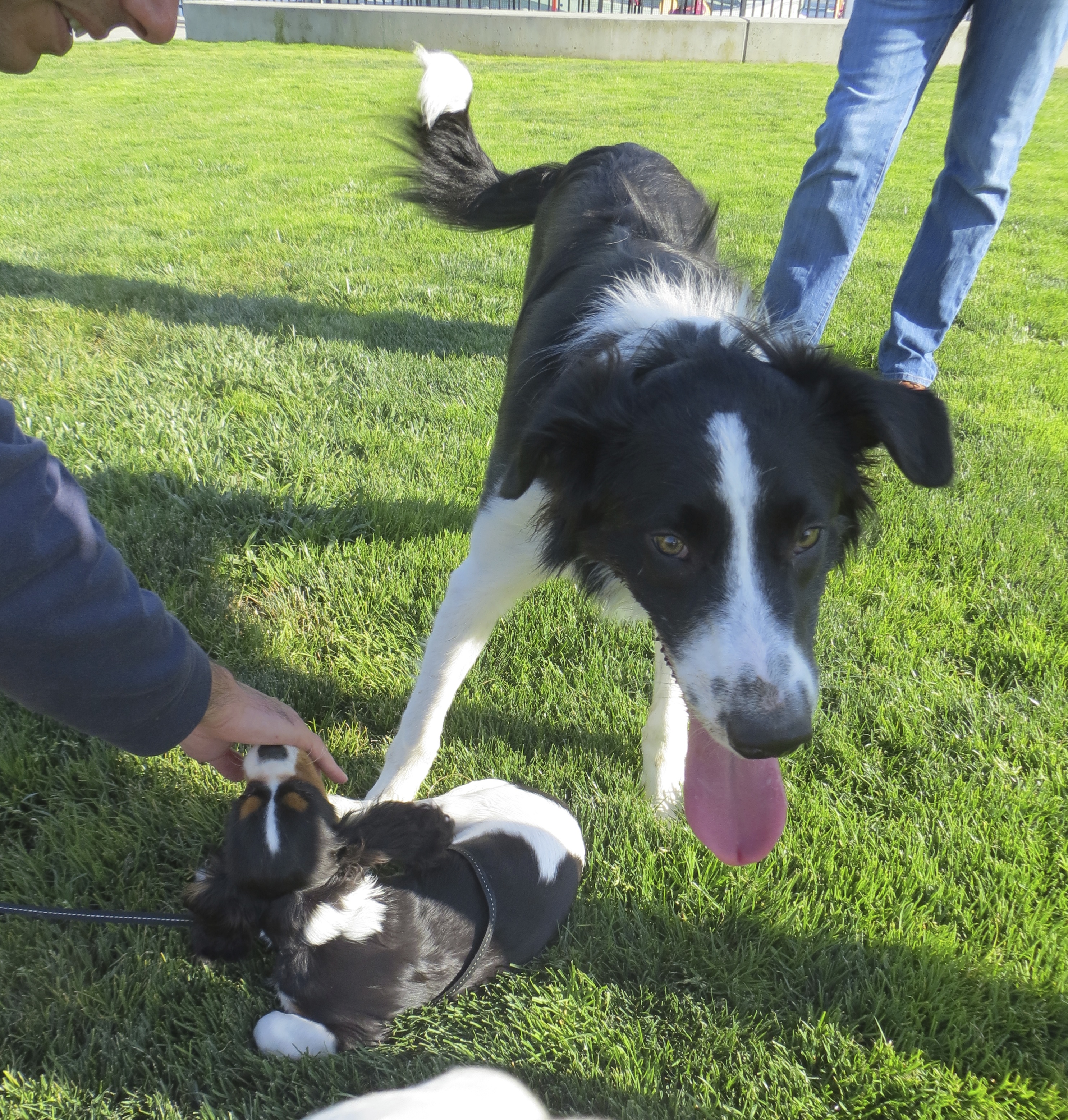 Black and White Border Collie and Tricolor Cavalier King Charles Spaniel