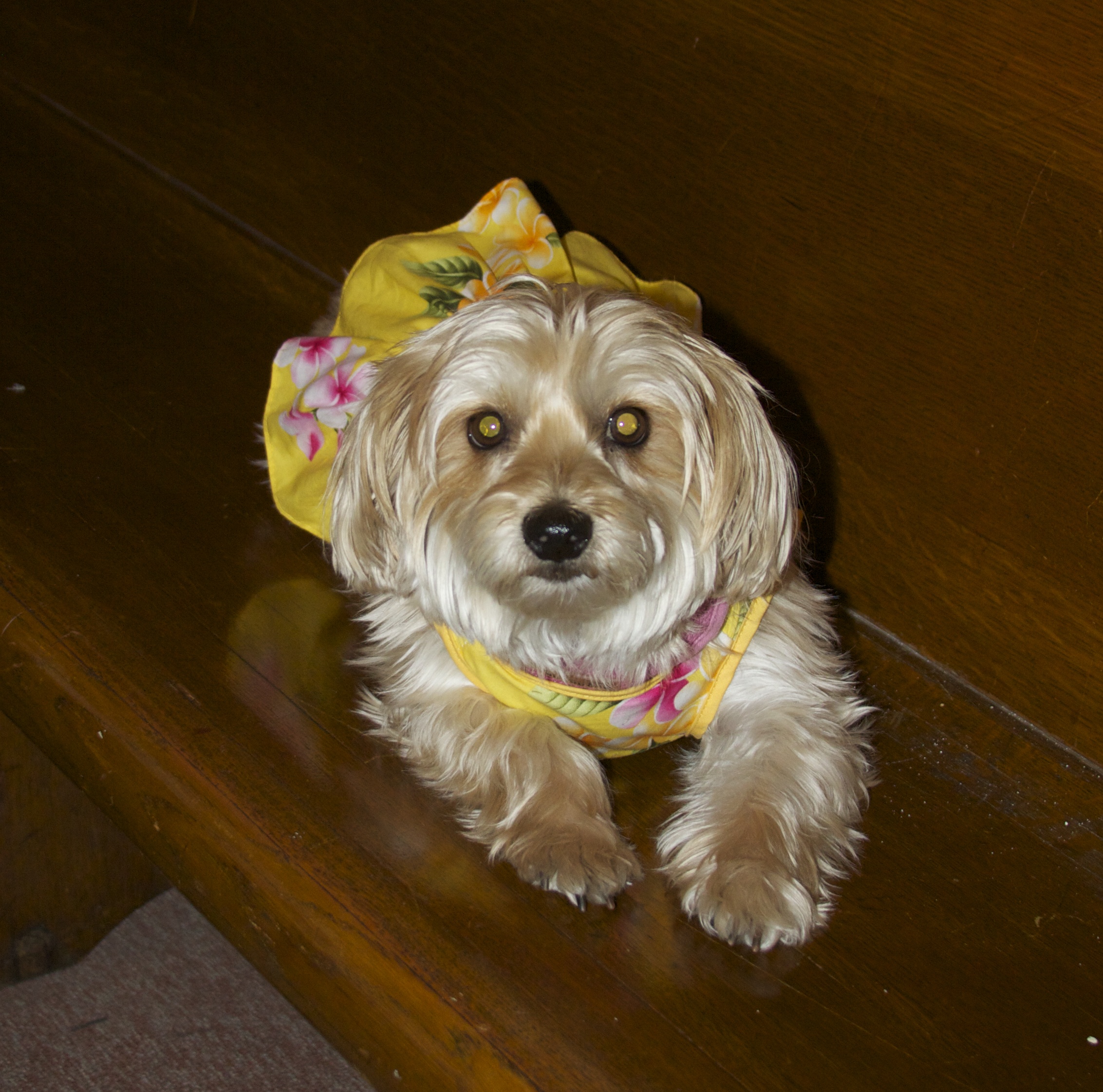 Small Blond Terrier in a Skirt