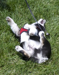 Tricolor Pembroke Welsh Corgi Puppy, Rolling in the Grass
