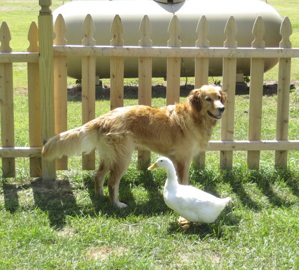 Roxy the Golden Retriever and Tank the Duck