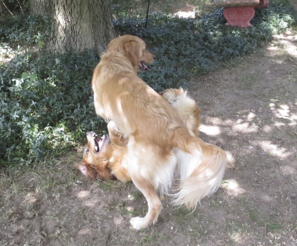 Two Golden Retrievers Playing