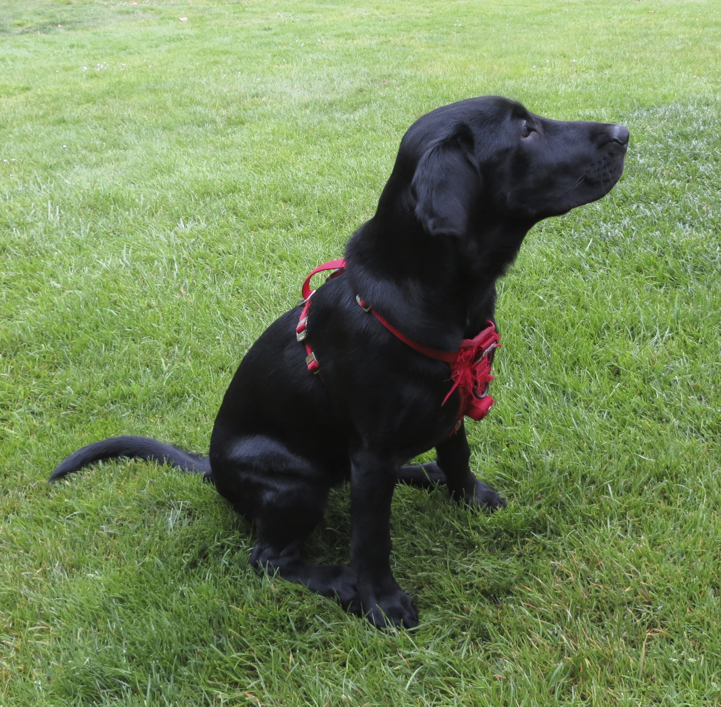 Black labrador store 4 months old