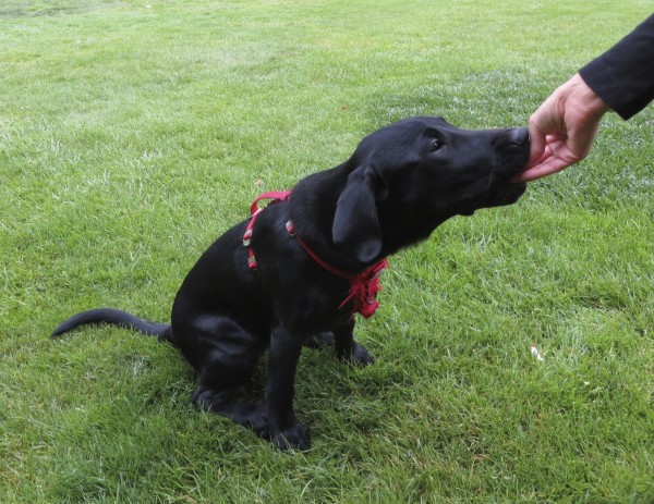 4-Month-Old Black Labrador Retriever Puppy
