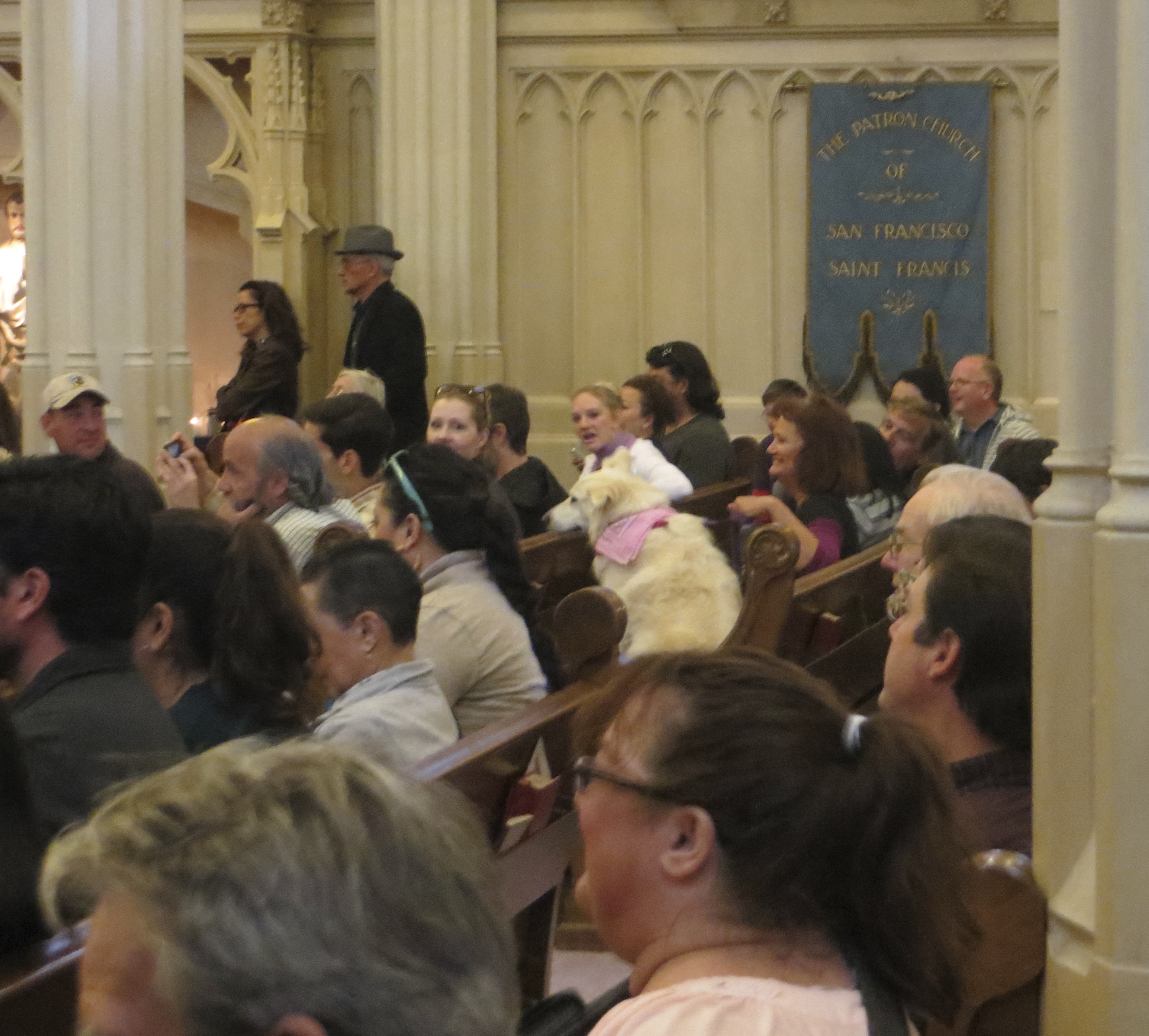 Samoyed in a Church Pew