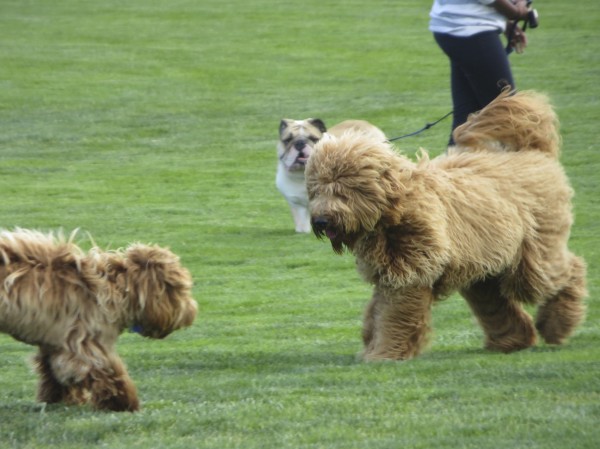 Golden-colored Goldendoodle, Brown/Gold Labradoodle, and Brown and White English Bulldog