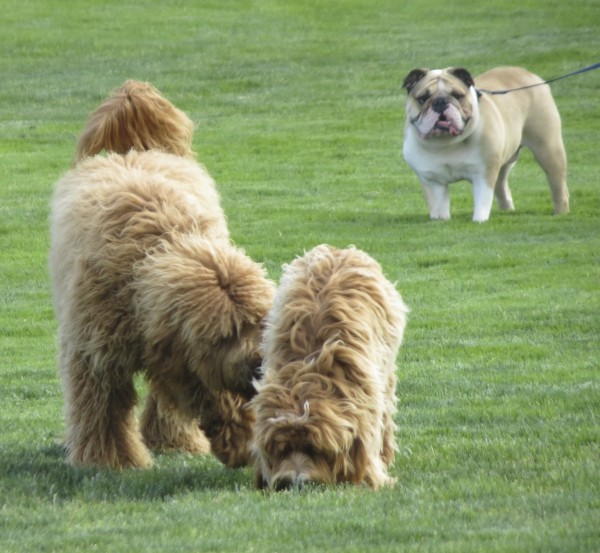 Golden-colored Goldendoodle, Brown/Gold Labradoodle, and Brown and White English Bulldog