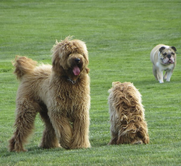 Golden-colored Goldendoodle, Brown/Gold Labradoodle, and Fawn and White English Bulldog