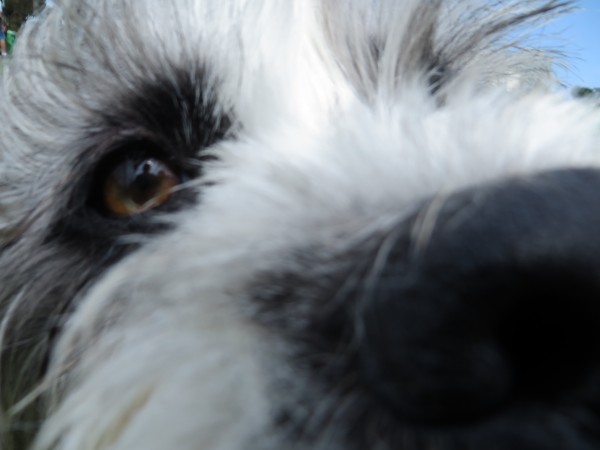 Grey And White Scruffy Terrier Dog