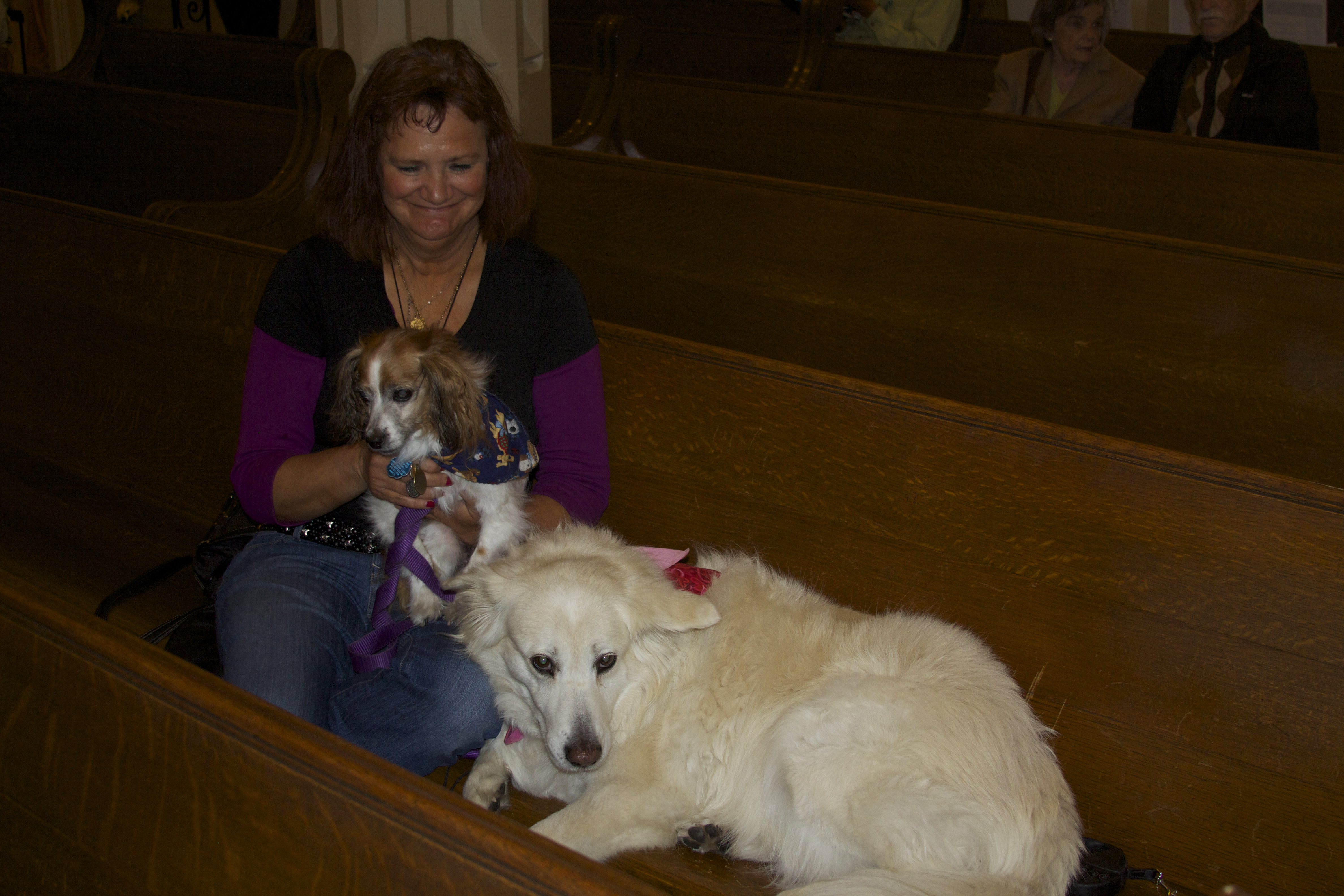 Samoyed and Cavalier King Charles Mix in a Church Pew