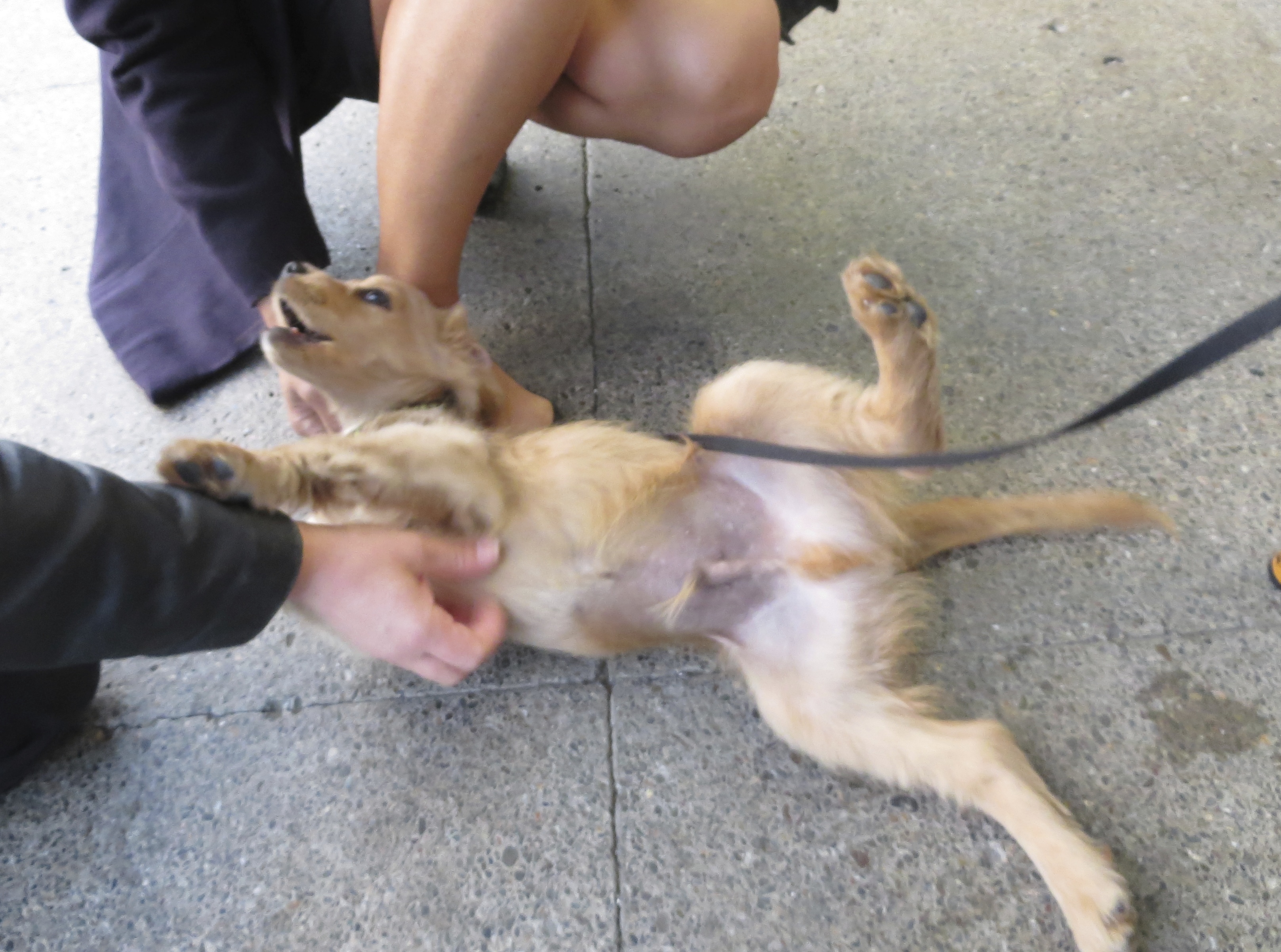 Yay Belly Rubs The Dogs Of San Francisco