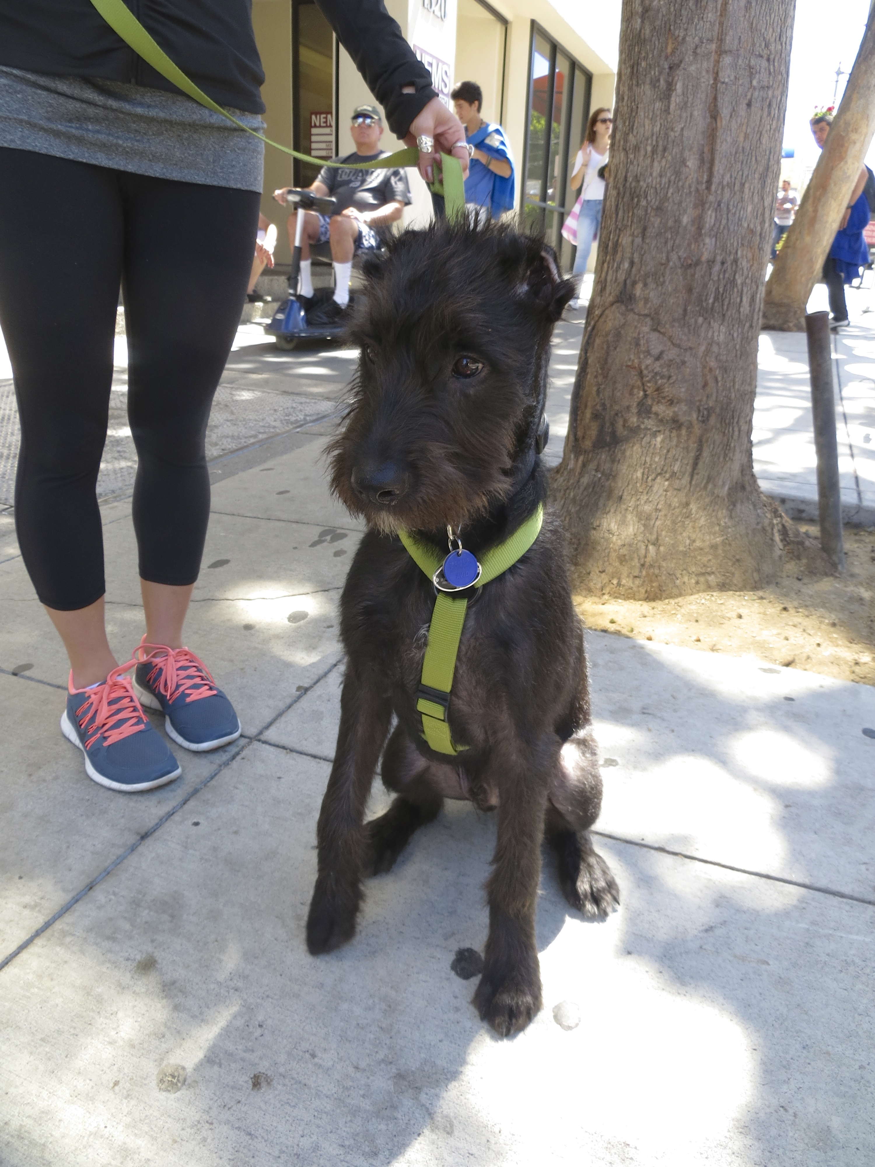 Giant Schnauzer Puppy with Badly Cropped Ears