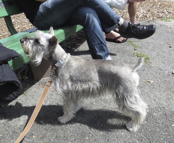 Salt And Pepper (Possibly Silver) Miniature Schnauzer