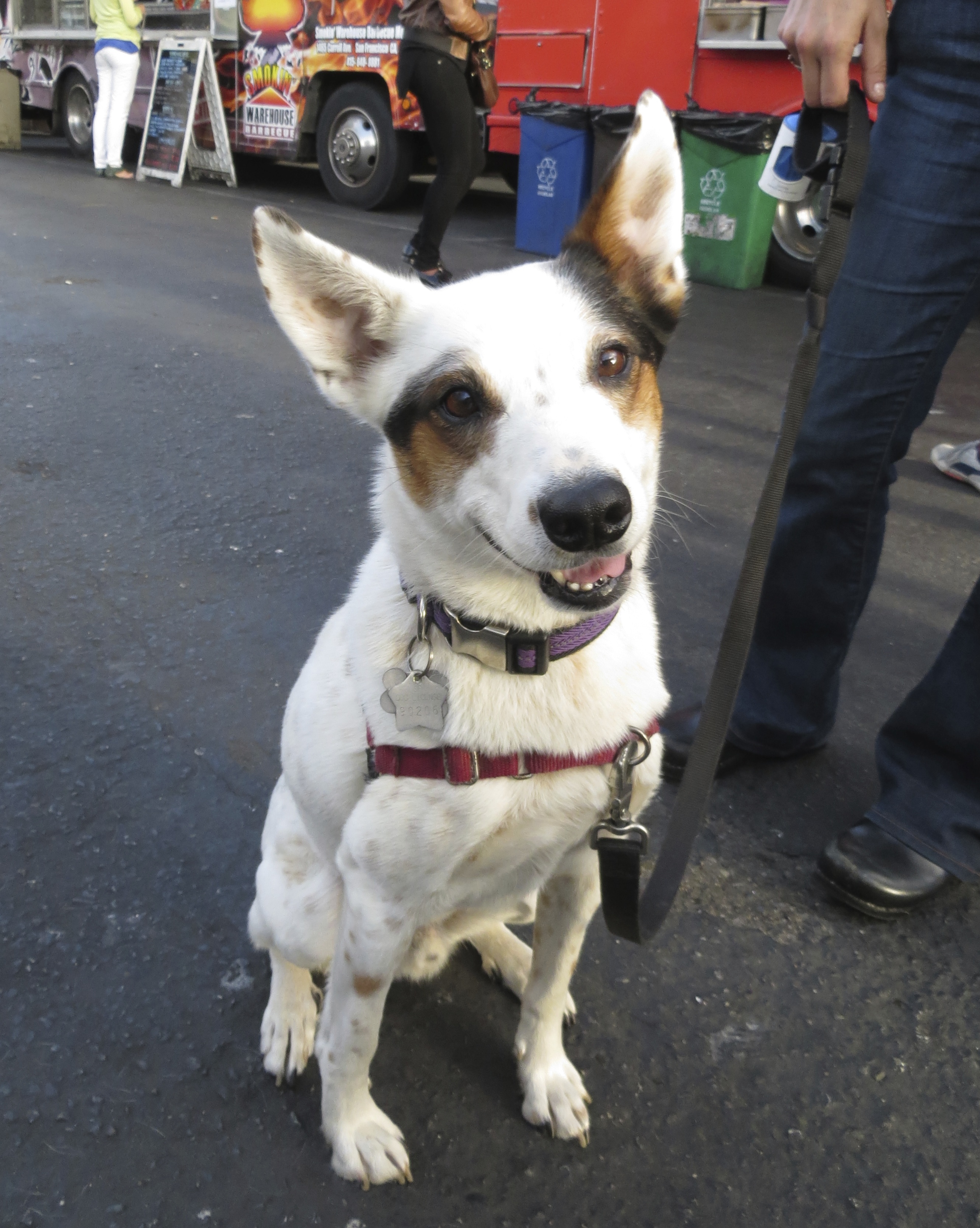 White Australian Cattle Dog with Black and Brown Spots