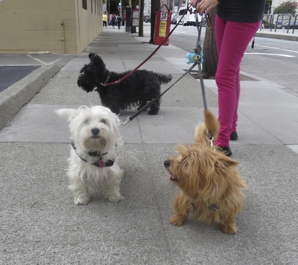 Scottish Terrier, Norwich Terrier, and West Highland White Terrier