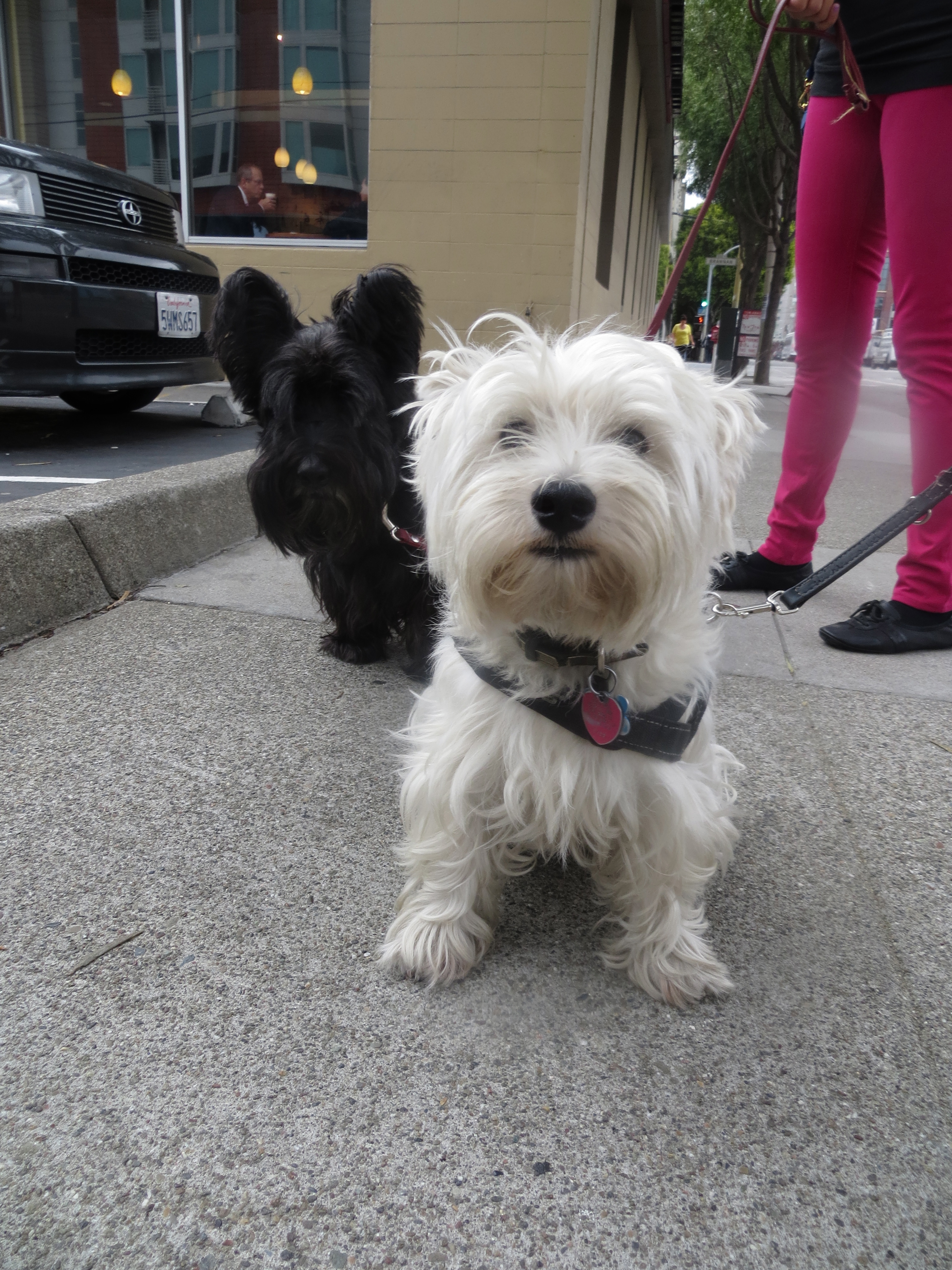 Scottish Terrier and West Highland White Terrier