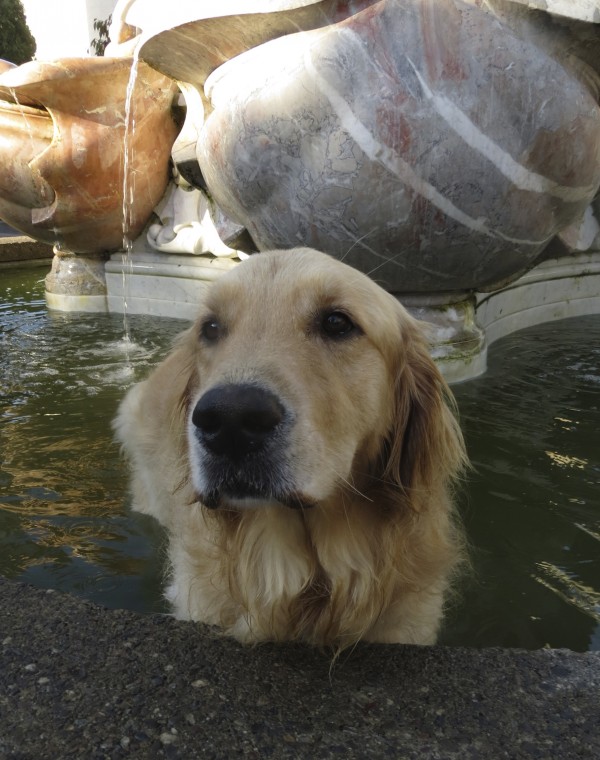 Golden Retriever in the Fountain in Huntingdon Park, Nob Hill, San Francisco