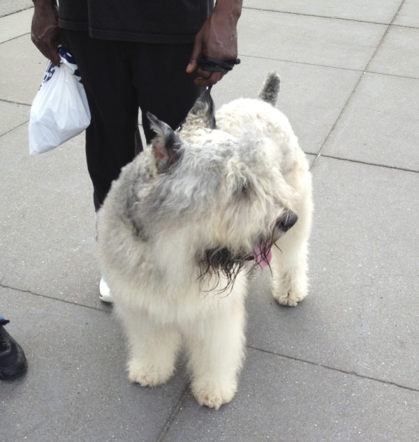 White Bouvier des Flandres with Cropped Ears