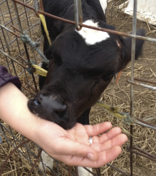 Hungry Holstein Calf