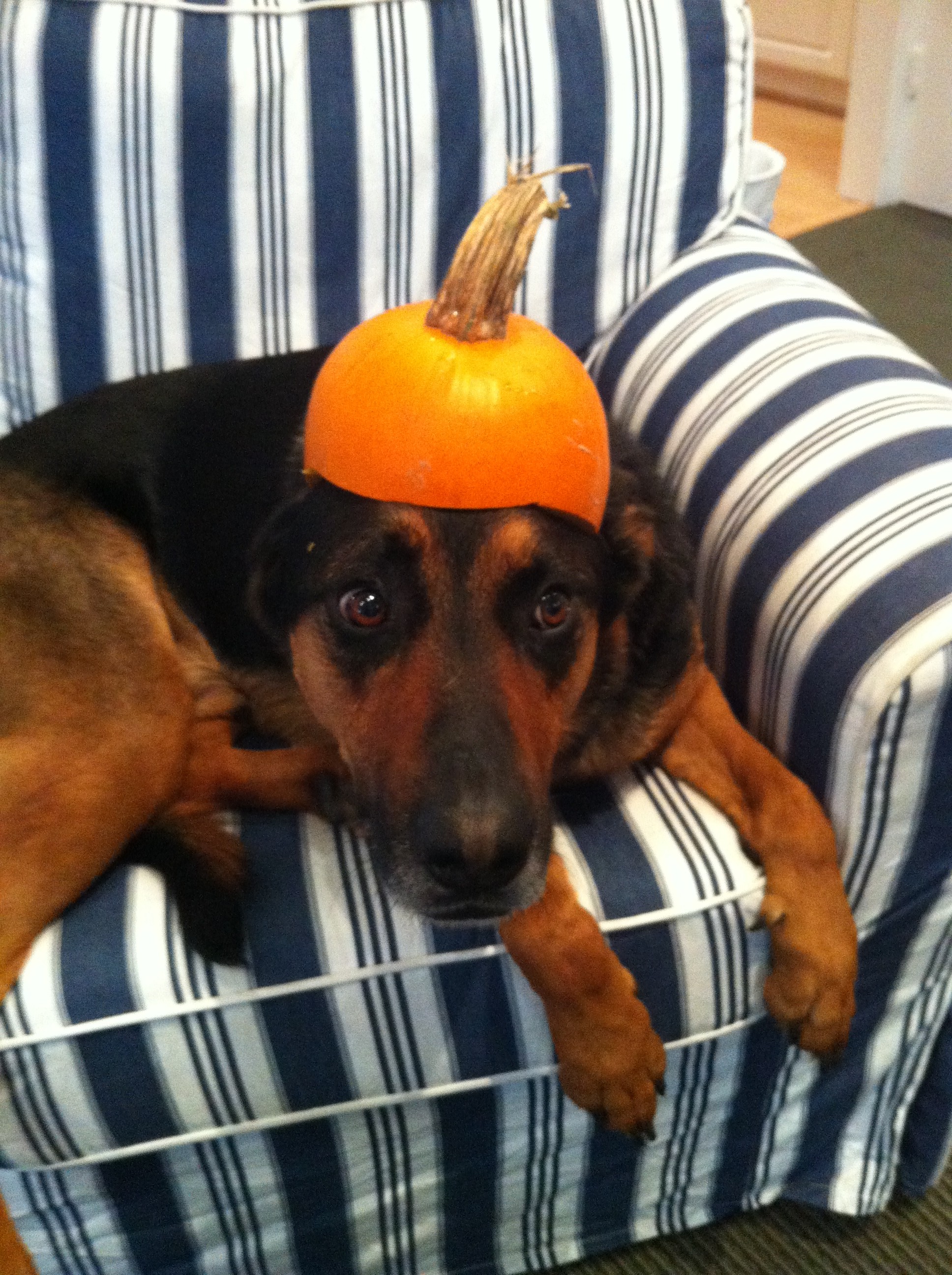 German Shepherd Mix with Half a Pumpkin on his Head